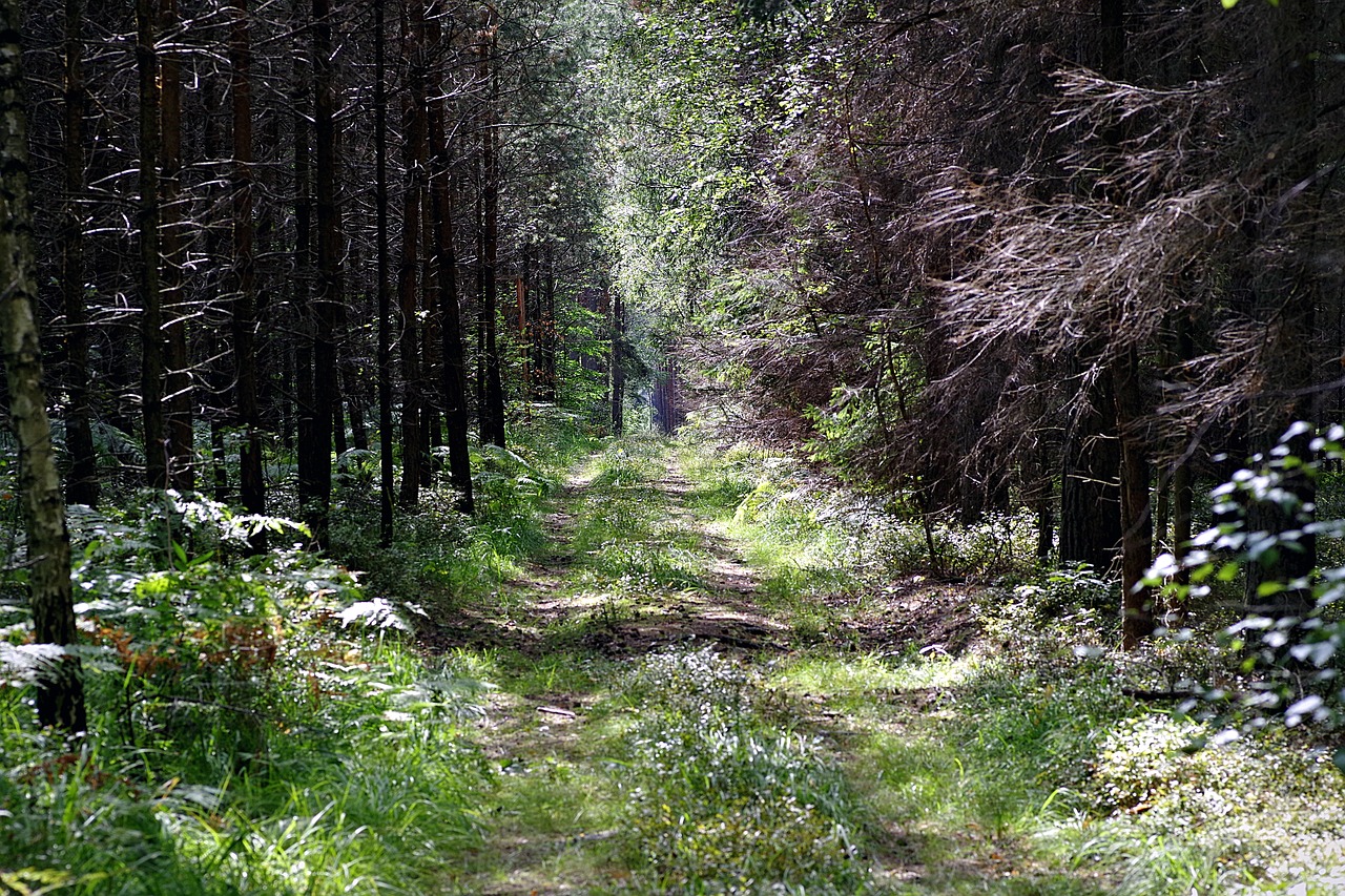 forest the path leśna free photo