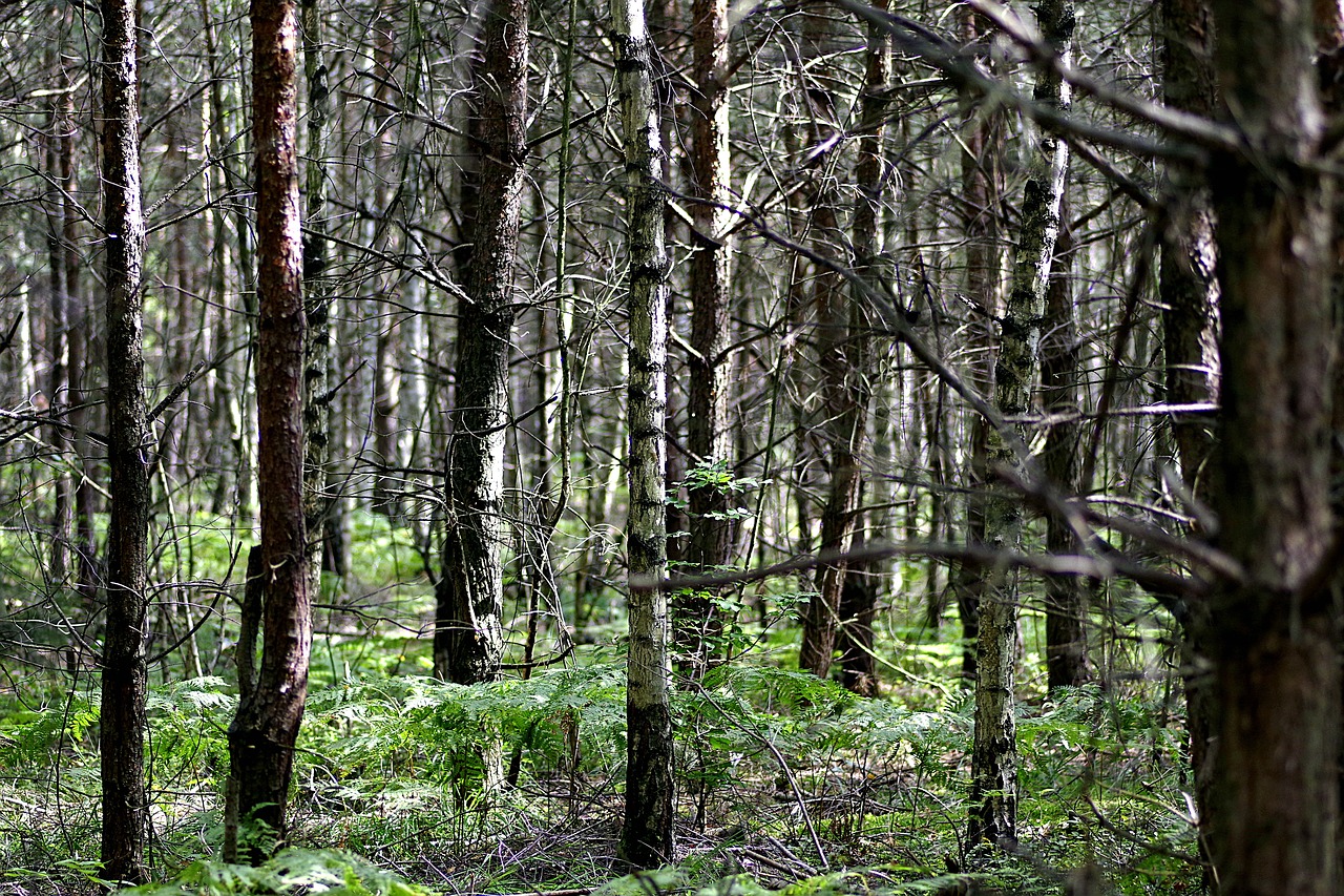 forest tree birch free photo