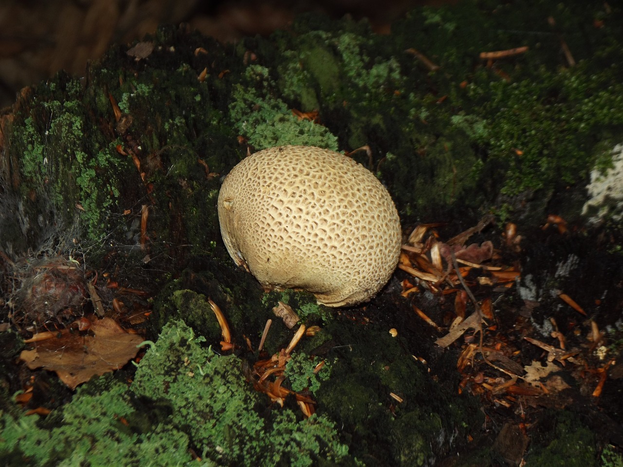 forest mushroom nature free photo