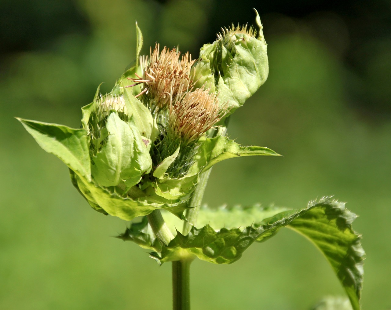 forest meadow plant free photo