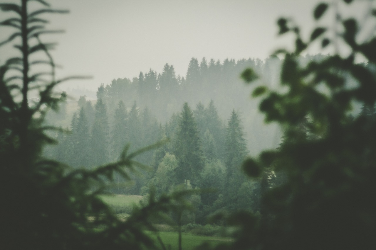 forest view rainy free photo