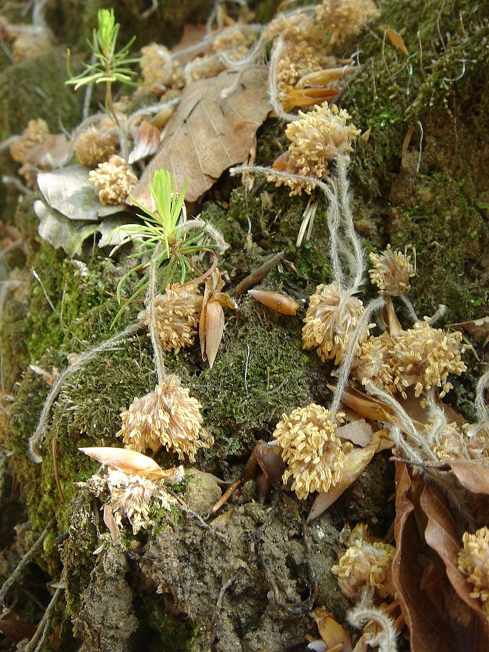 forest nature plant free photo