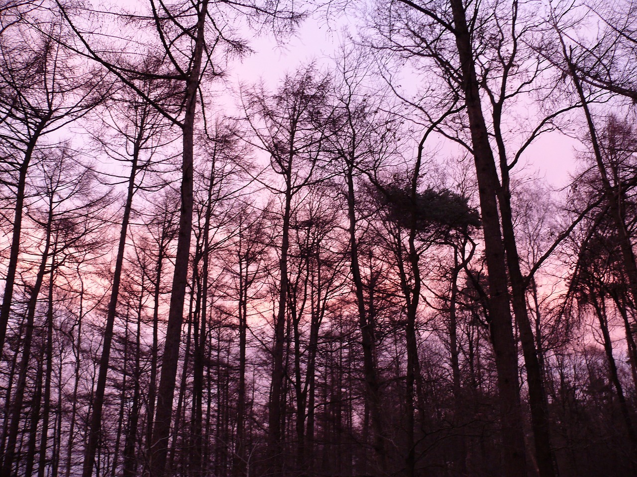 forest sunset purple free photo