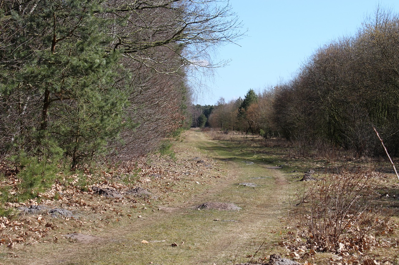 forest autumn trees free photo