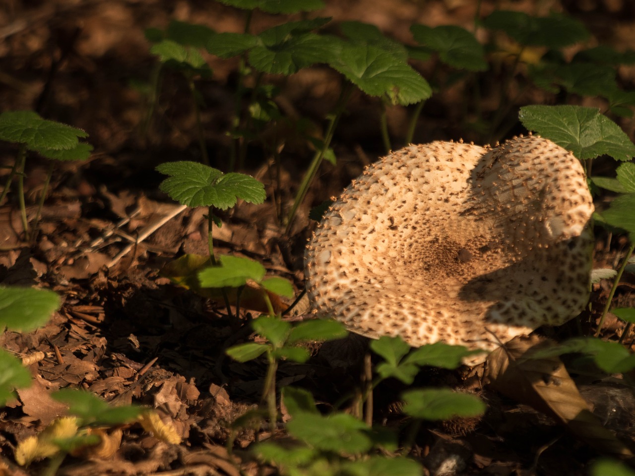 forest mushroom nature free photo