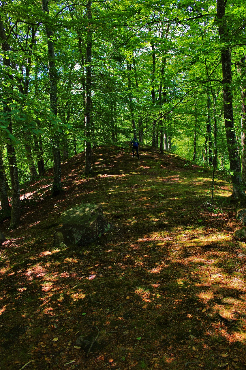 forest tree landscape free photo