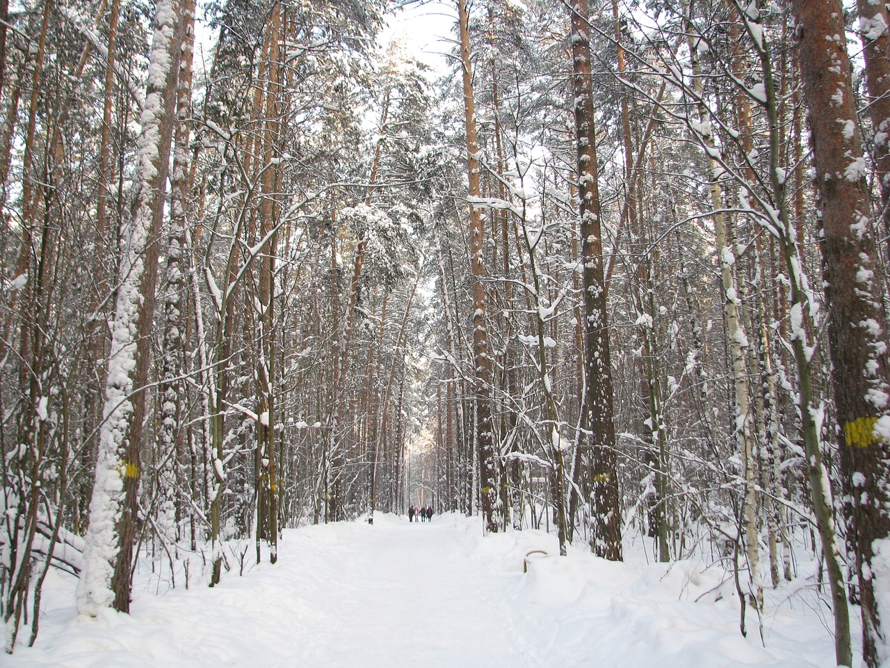 forest winter sky free photo