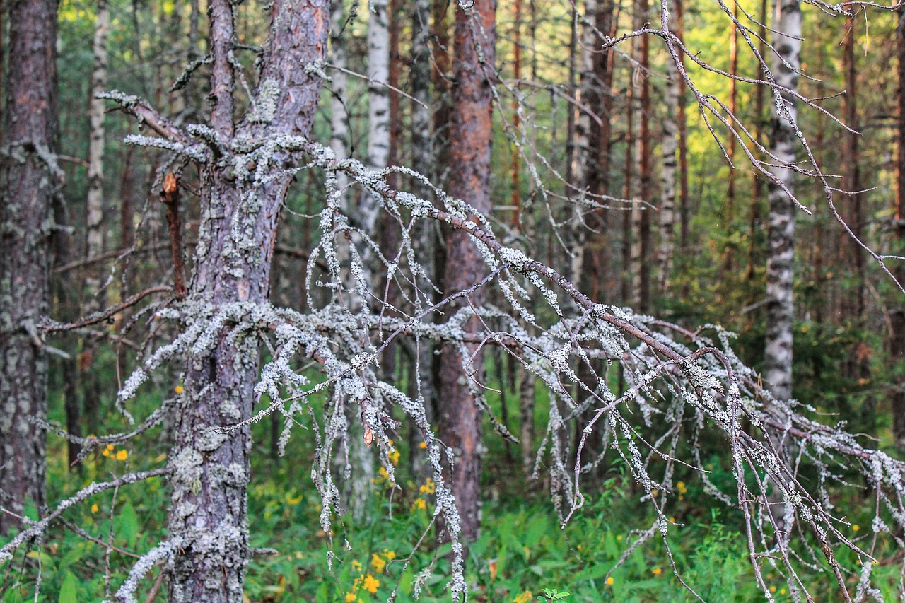 forest nature summer free photo