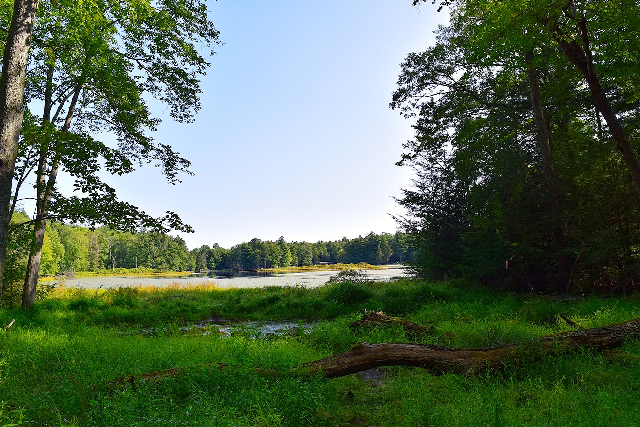 forest trees lake free photo