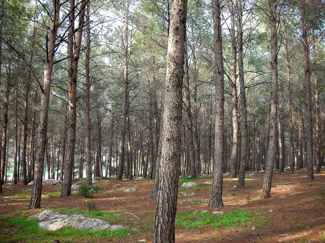 forest trees pine free photo