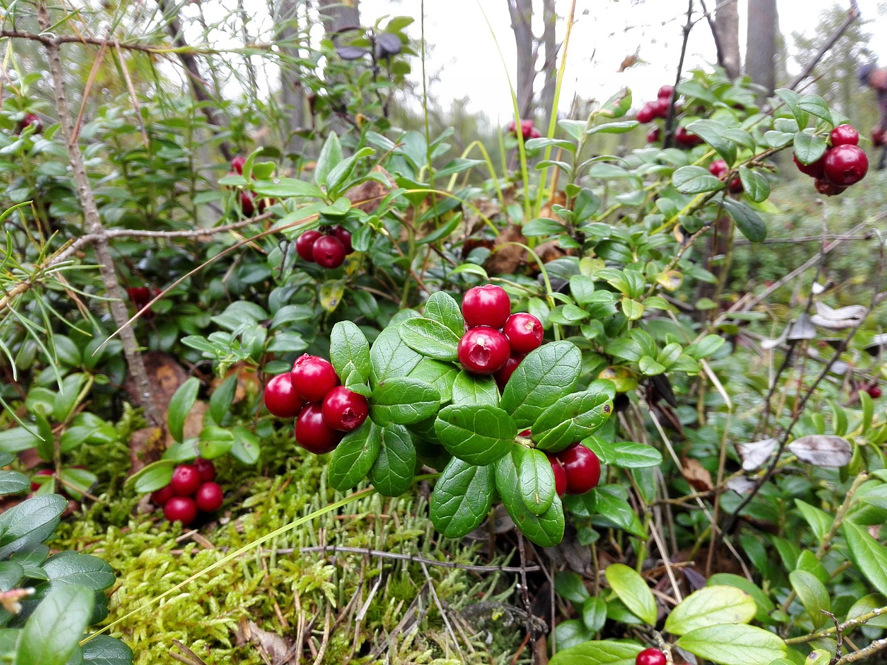 forest berry cowberry free photo