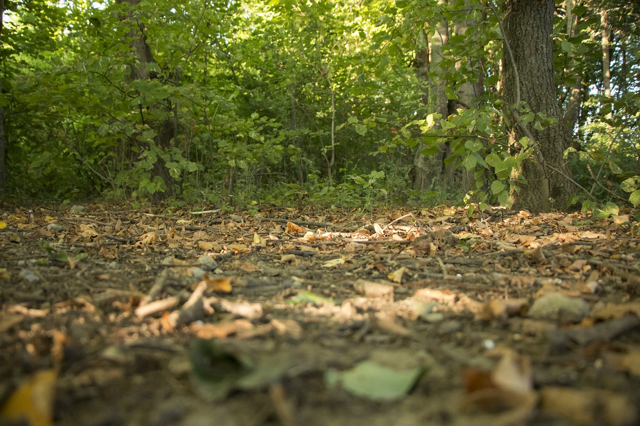 forest trees nature free photo