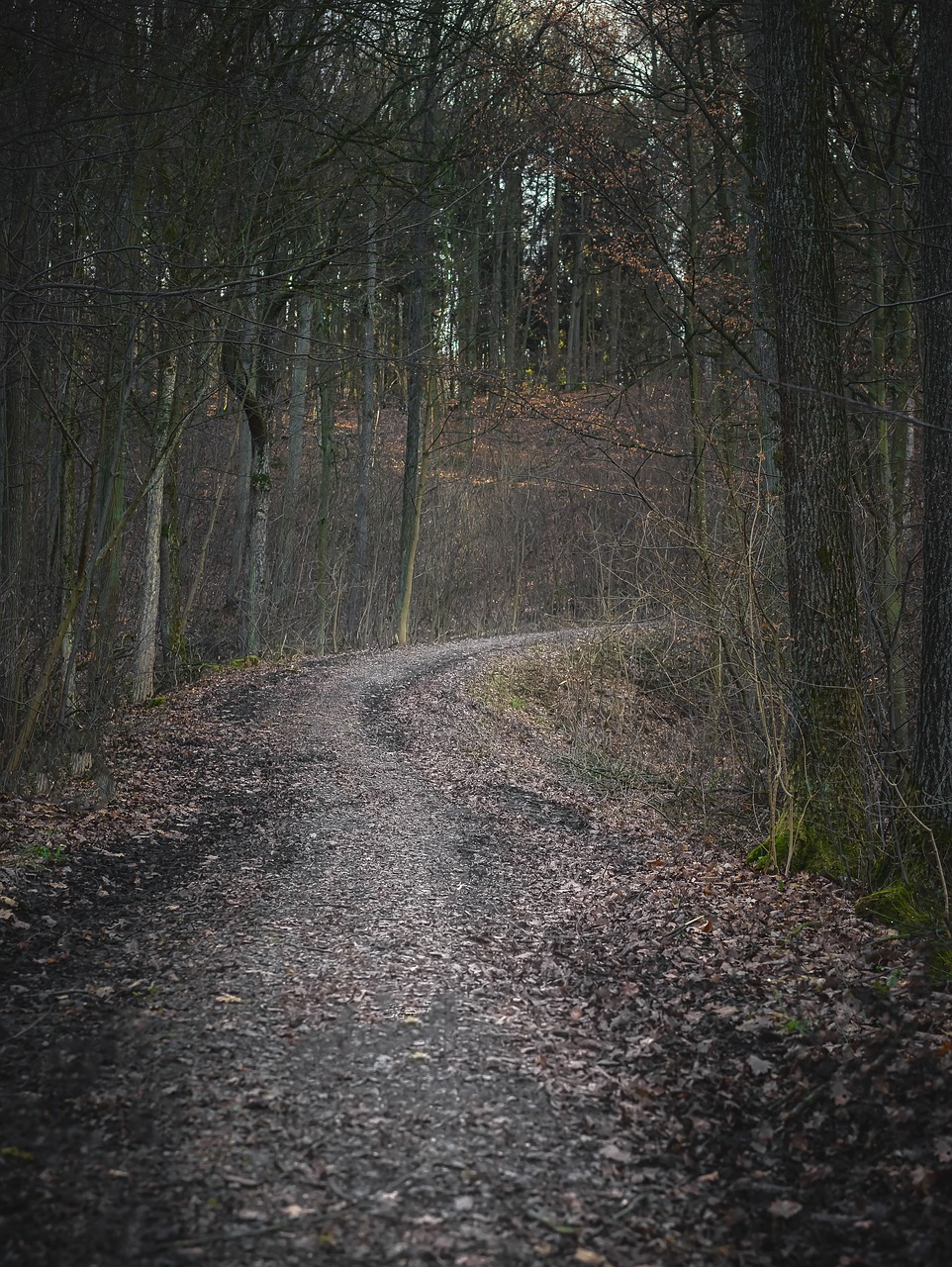 forest forest path away free photo