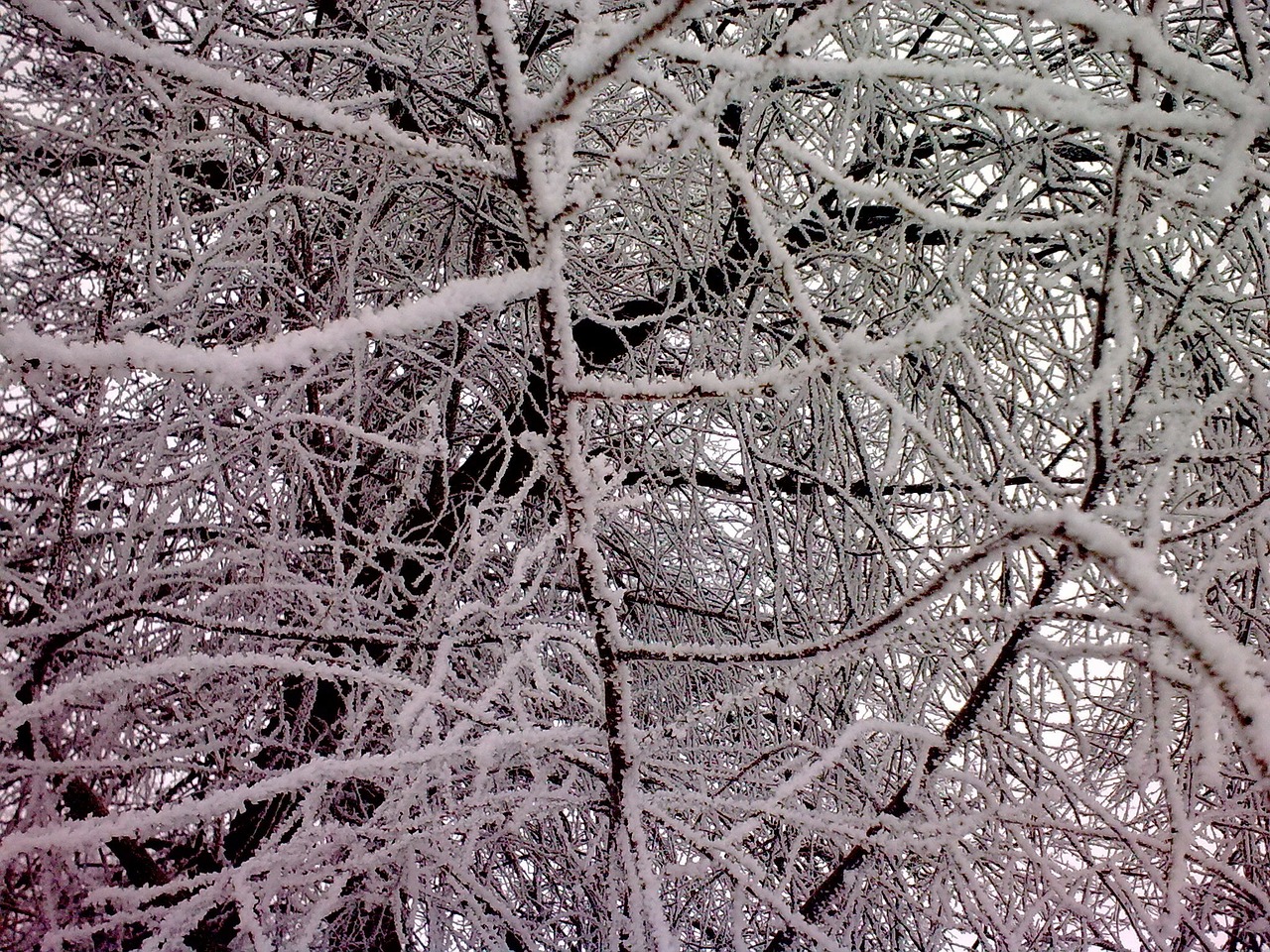 forest snow trees free photo