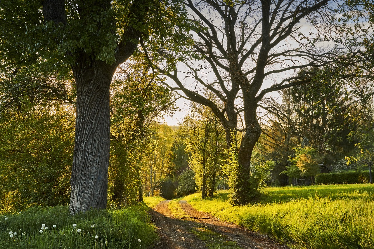 Nature Tree Evening.