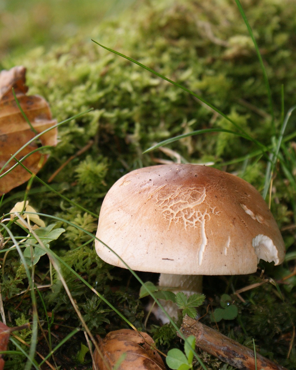forest mushroom autumn free photo