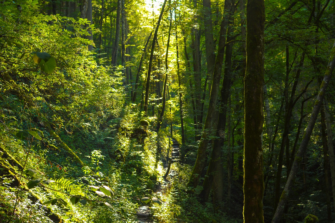 forest light trees free photo