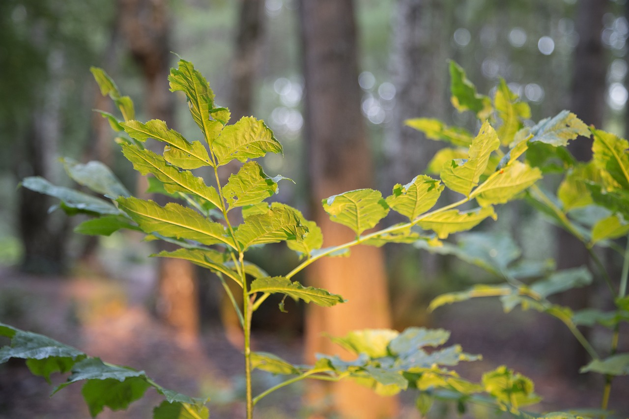 forest nature trees free photo