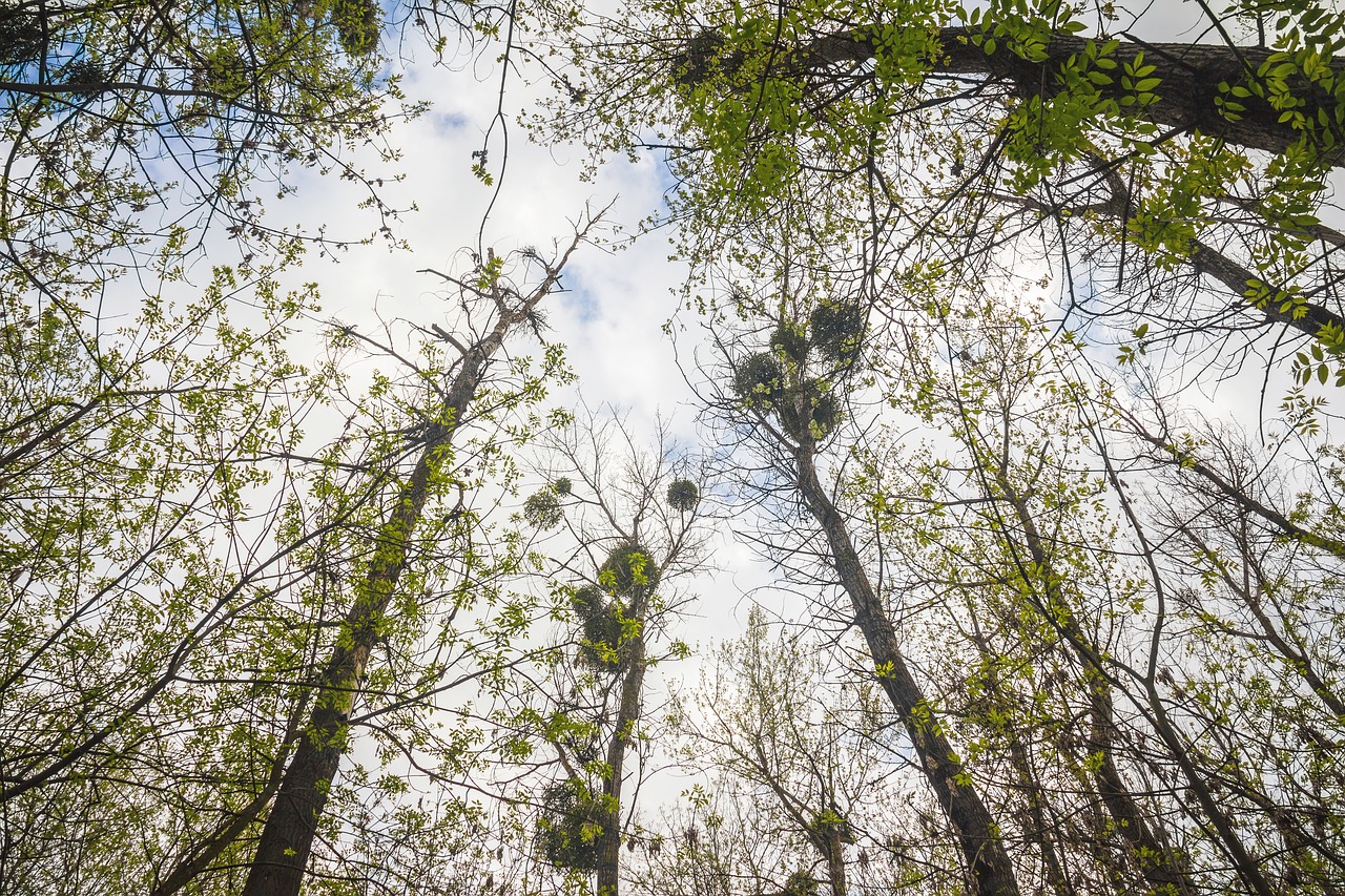 forest tree trees free photo