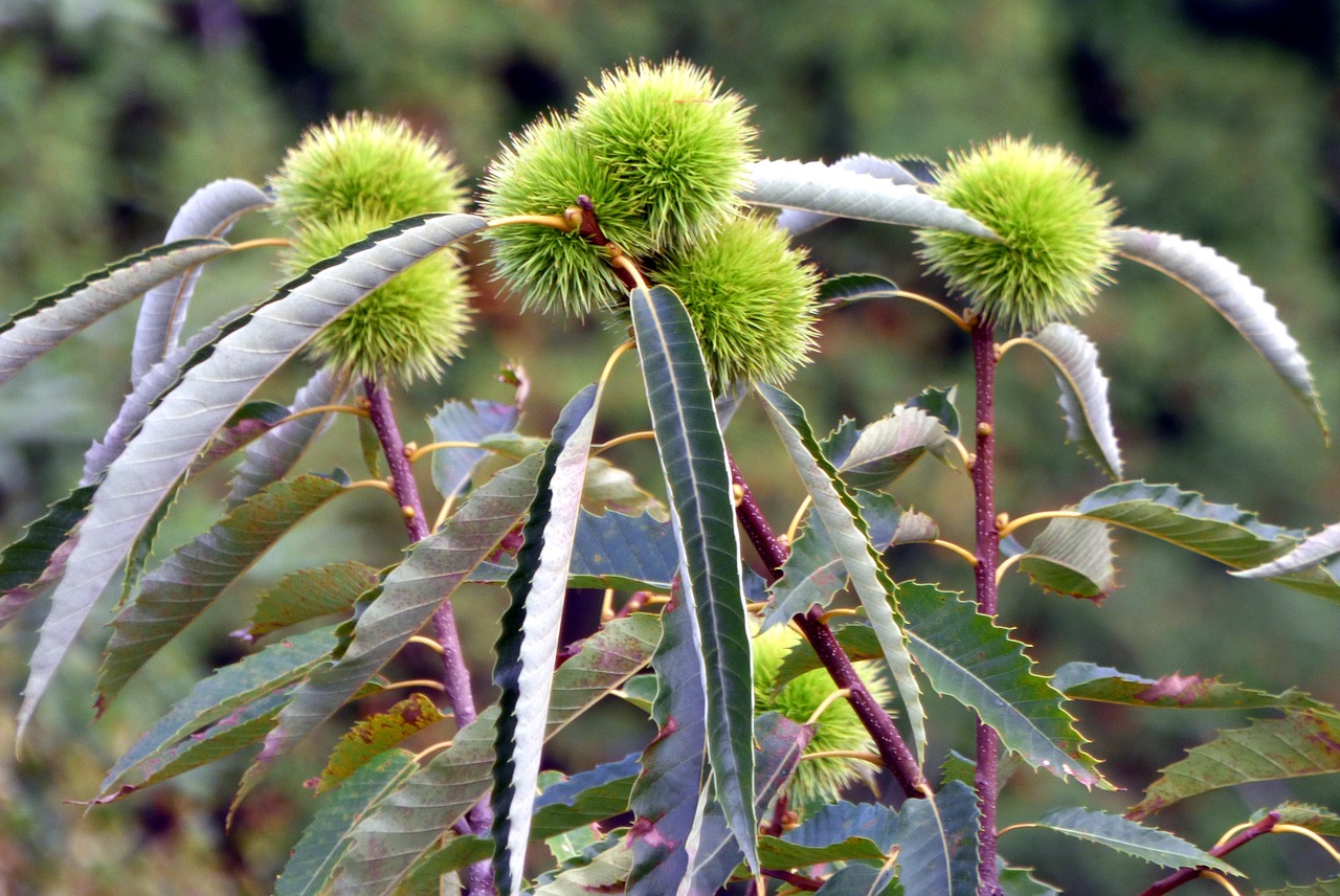 forest alsace chestnuts free photo