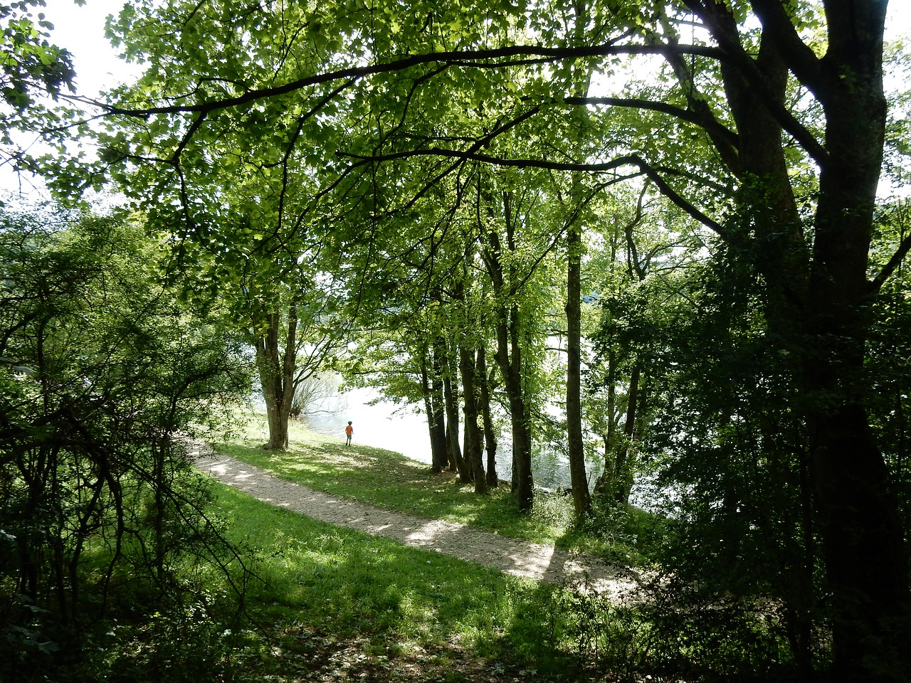 forest nature hiking free photo