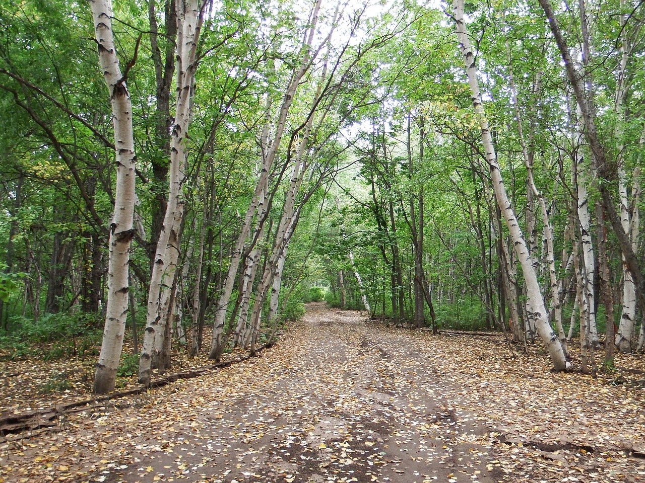 forest autumn road free photo