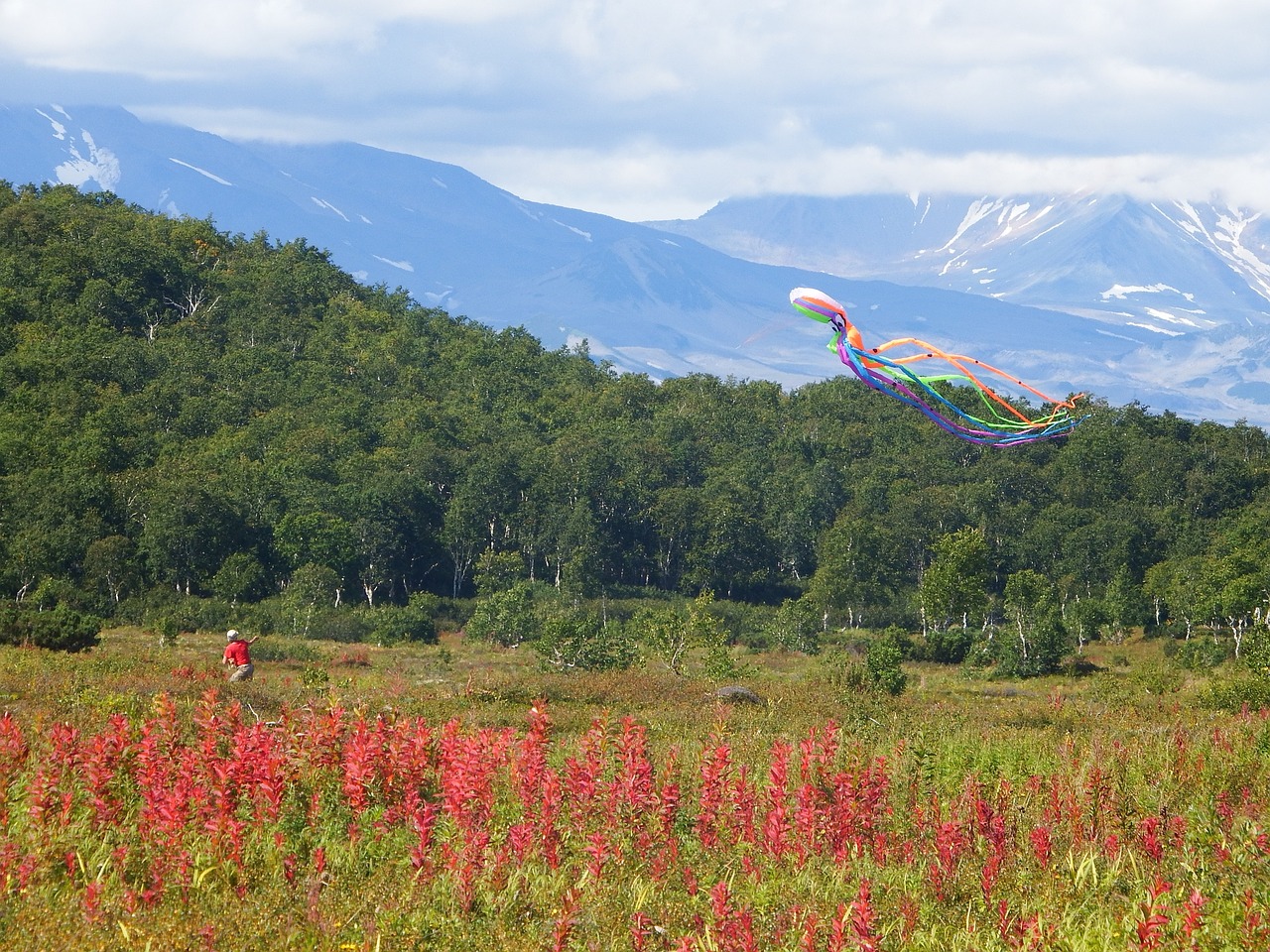 forest mountains tundra free photo