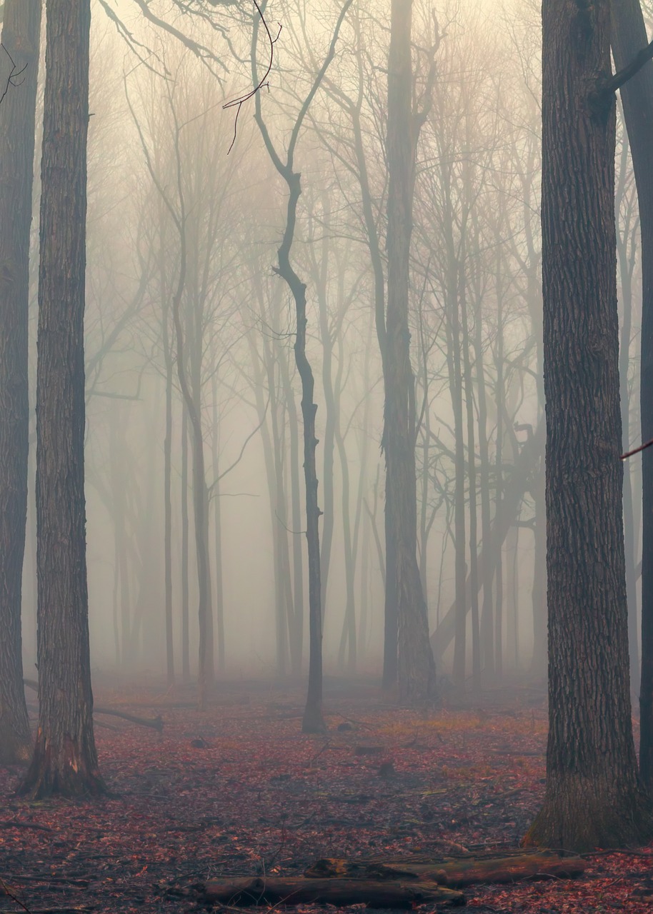 forest foggy nature free photo