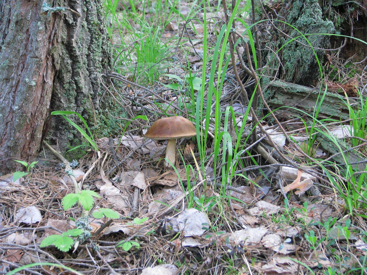 forest grass mushroom free photo