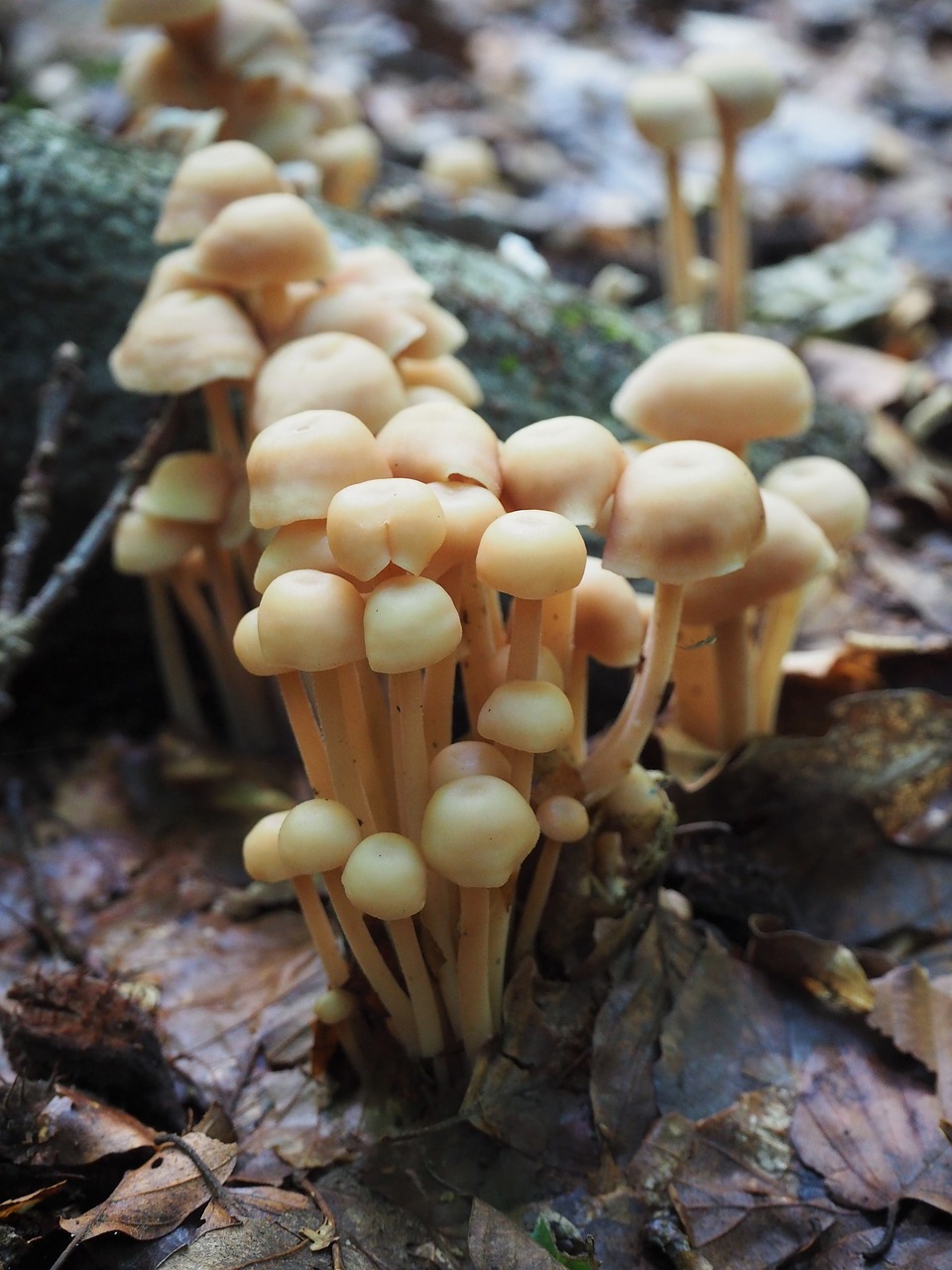 forest mushroom autumn free photo