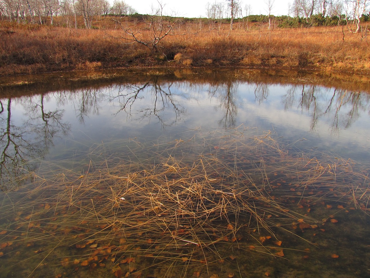 forest lake body of water free photo