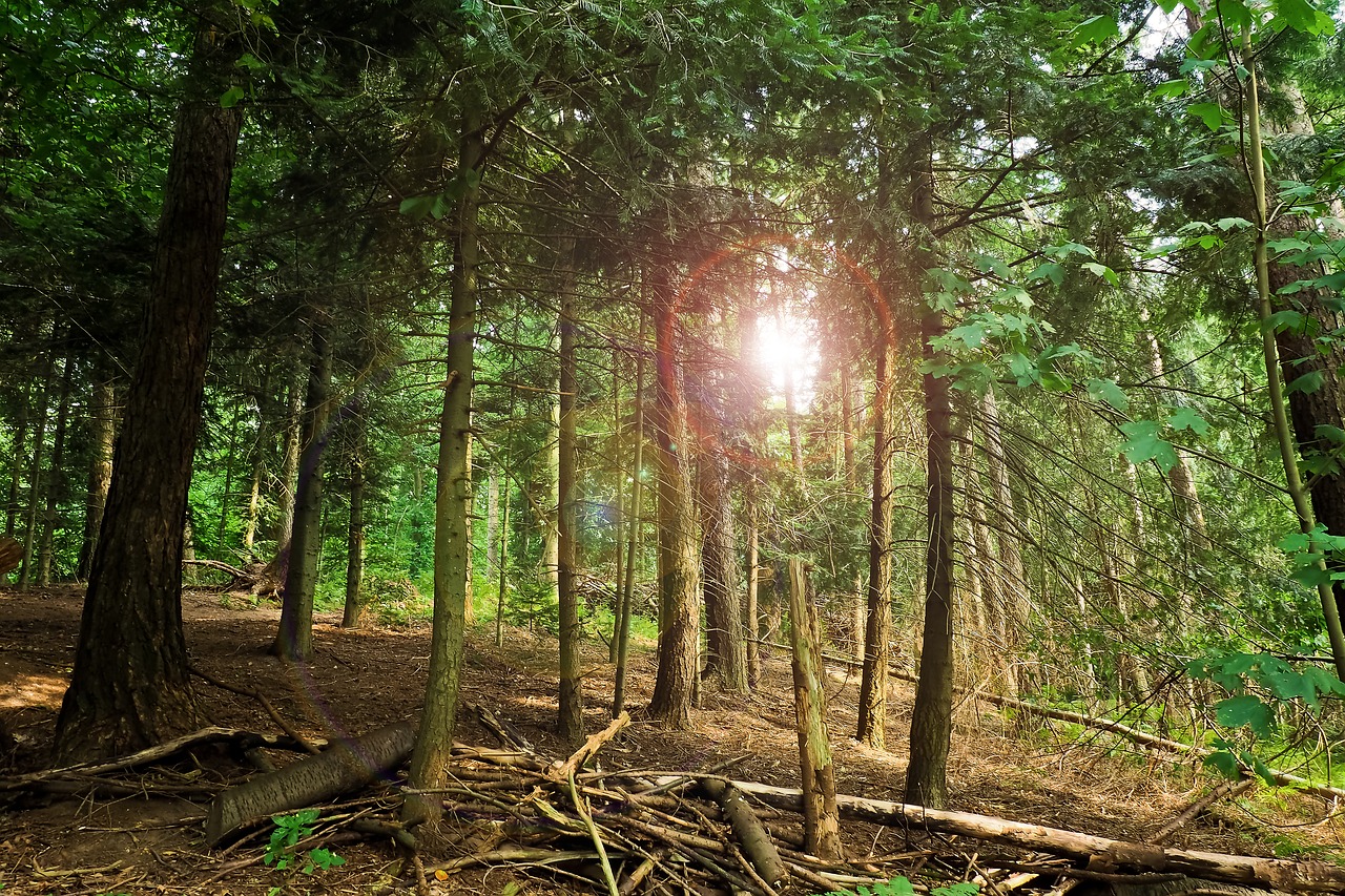 Large forest