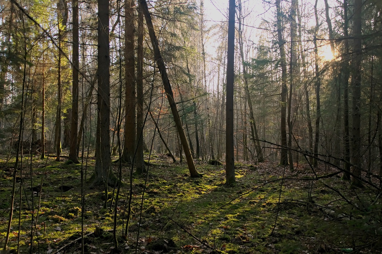 forest light tree free photo