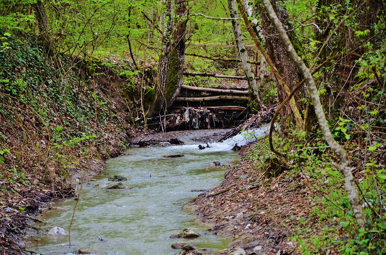 forest water steps free photo