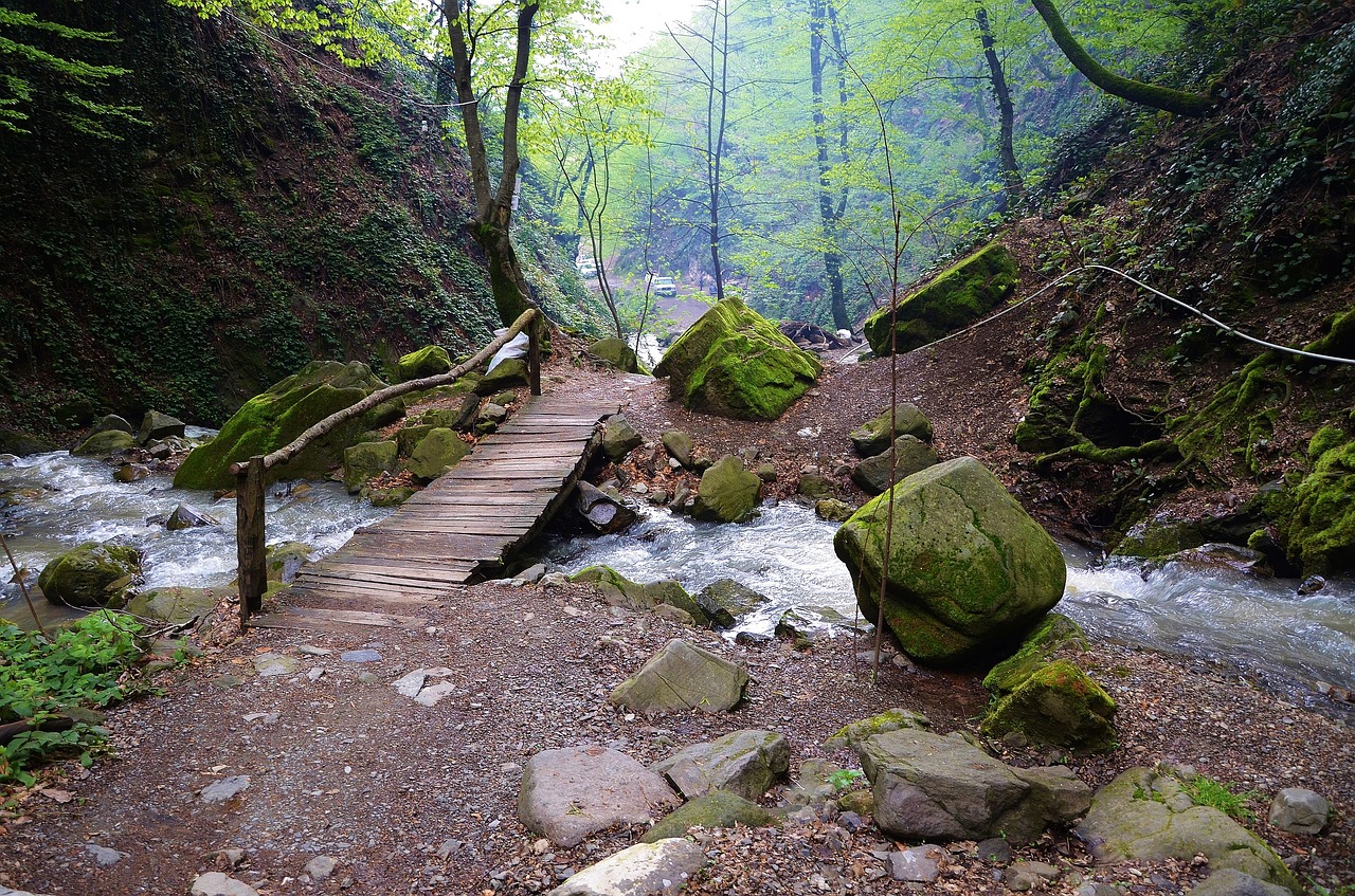 forest water steps free photo