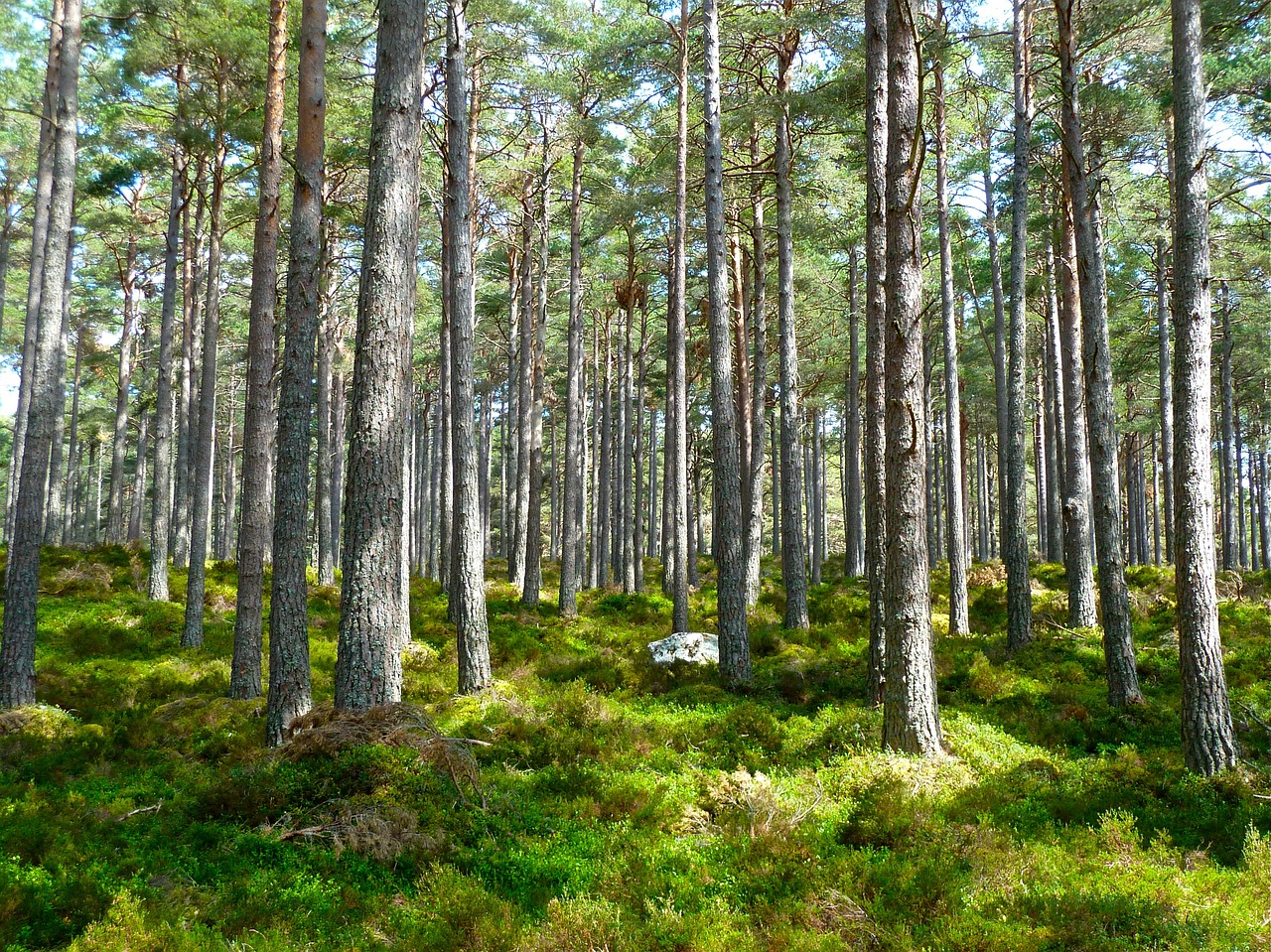 forest trees ecology free photo