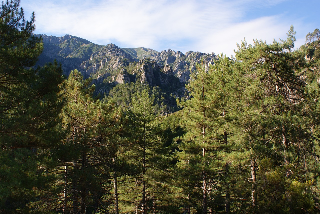 forest trees mountain free photo