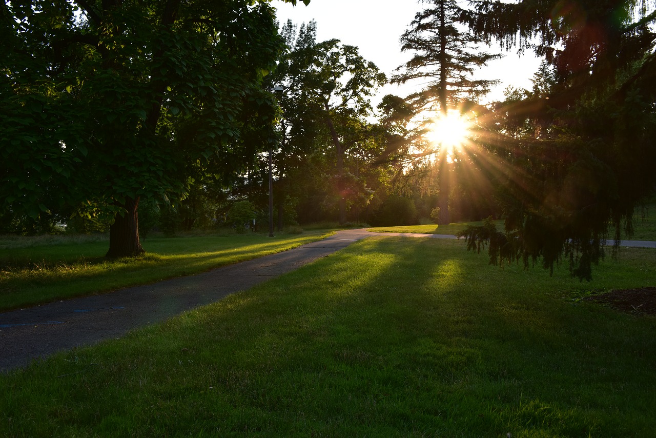 forest backlighting natural free photo