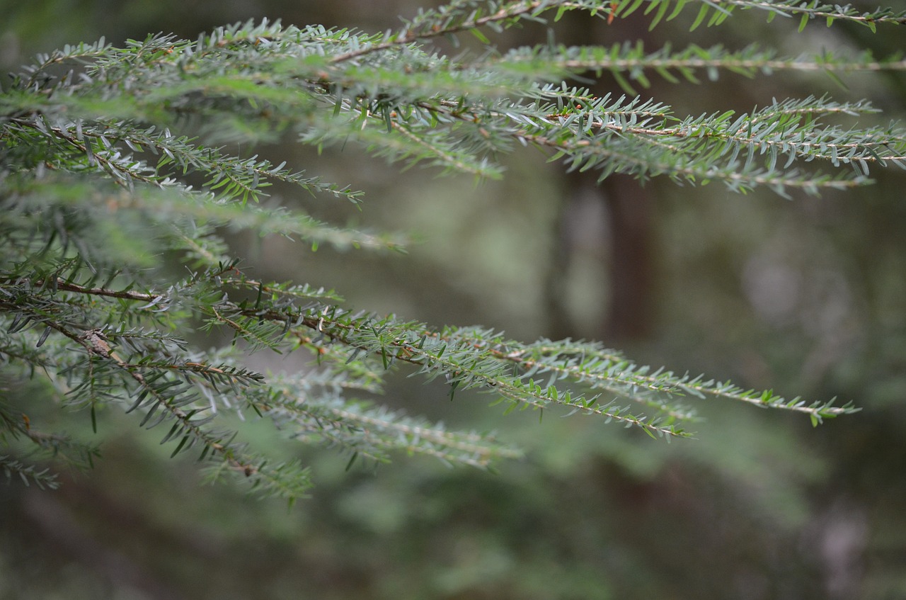 forest nature leaves free photo