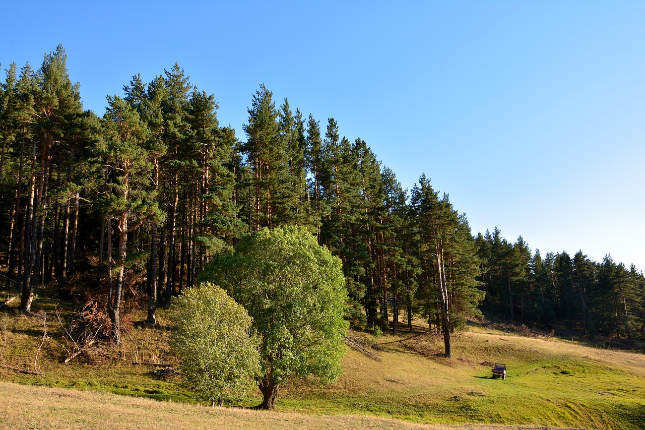 forest grass kaçkars free photo