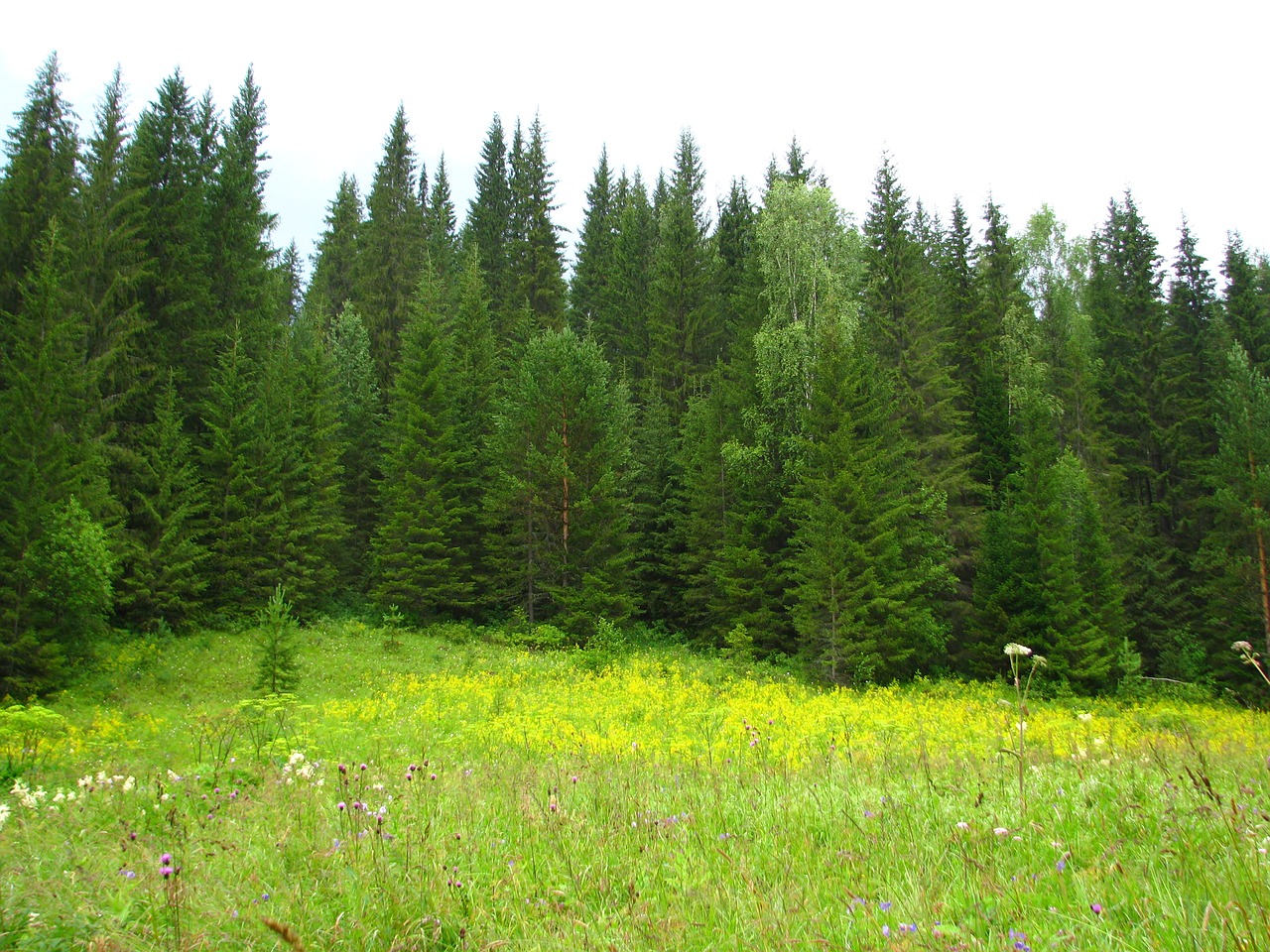 Хвойный лес Пермского края