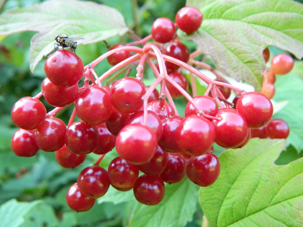 forest fruit plant free photo