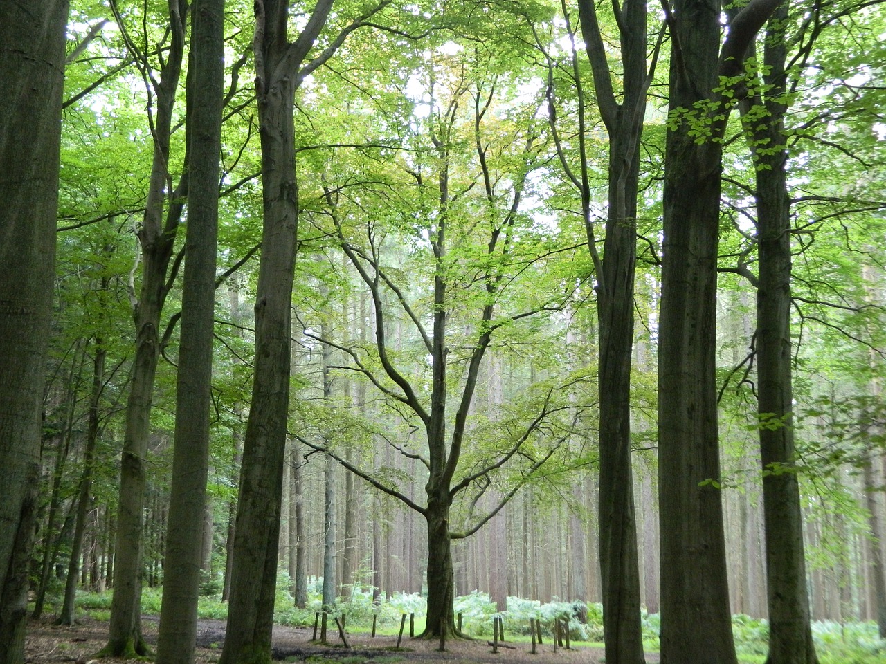 forest nature trees free photo