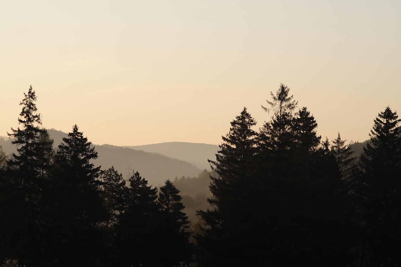 forest landscape mood free photo