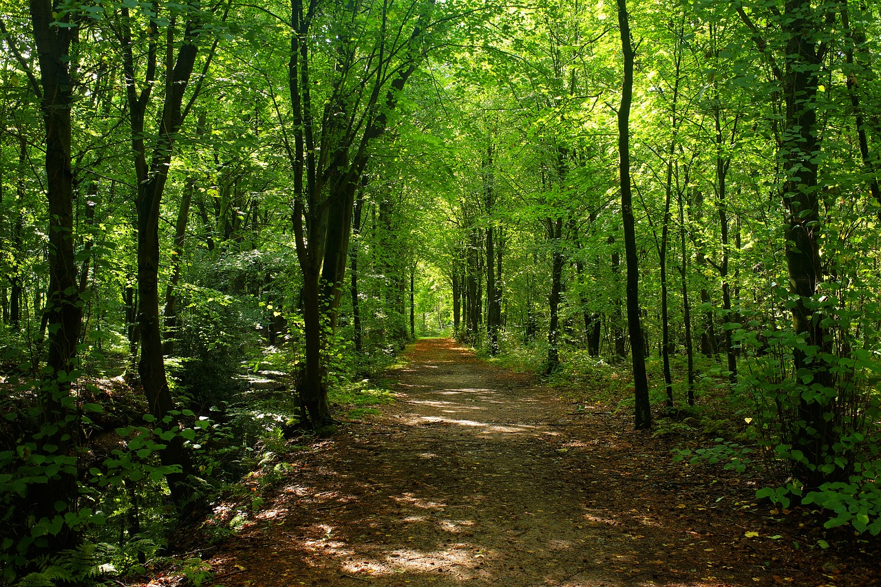 forest trees forest path free photo