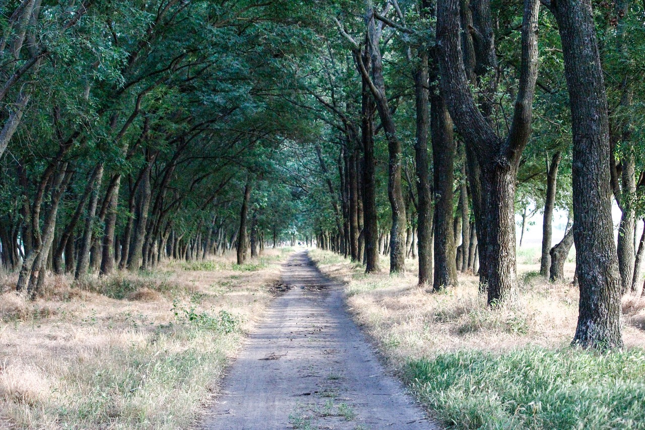 forest trees landscape free photo