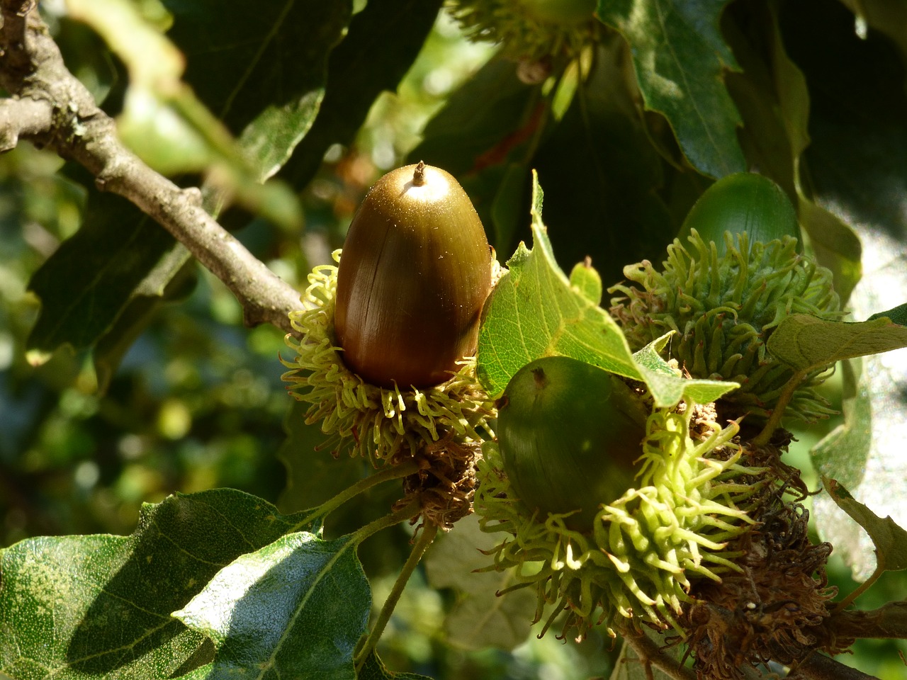 Орех чинарик с какого дерева фото