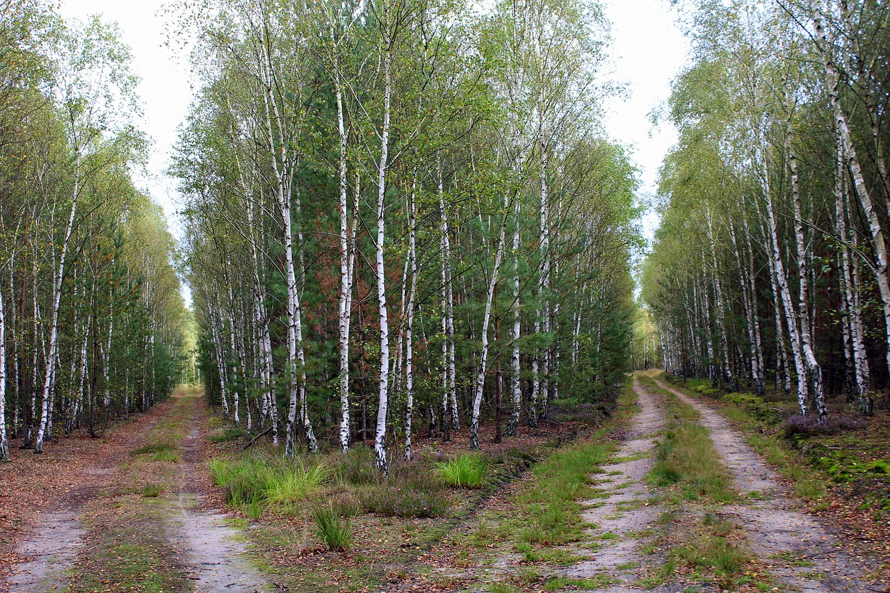 forest birch birch forest free photo