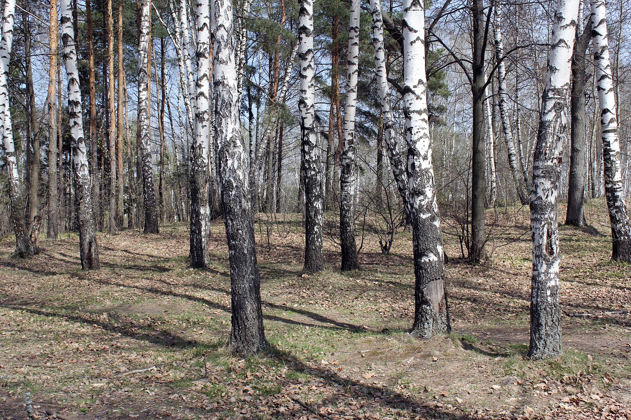 forest nature birch free photo