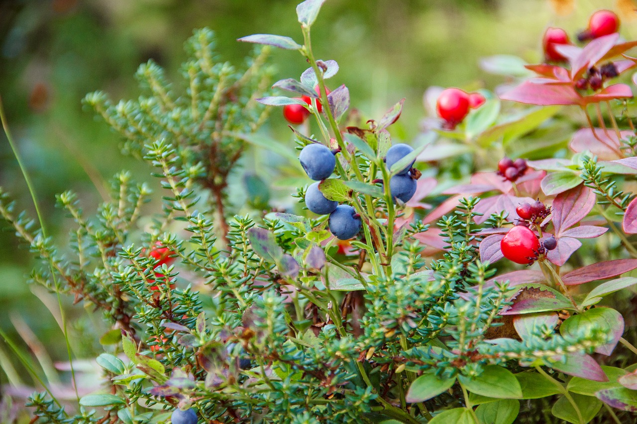 forest nature the khibiny mountains free photo